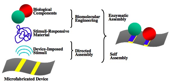 Fig. 1. Biofabrication to build the bio-device interface.