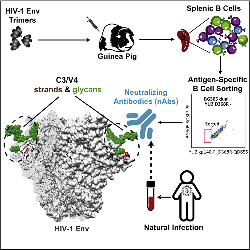 Graphical abstract for Lei et al., 2019