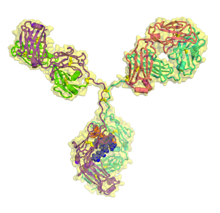 NIST mAb rendering by Travis Gallagher