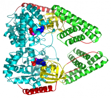 Enzyme 1 Dimer