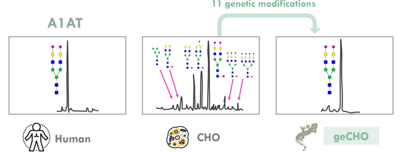 Graphics comparing engineered cell lines.