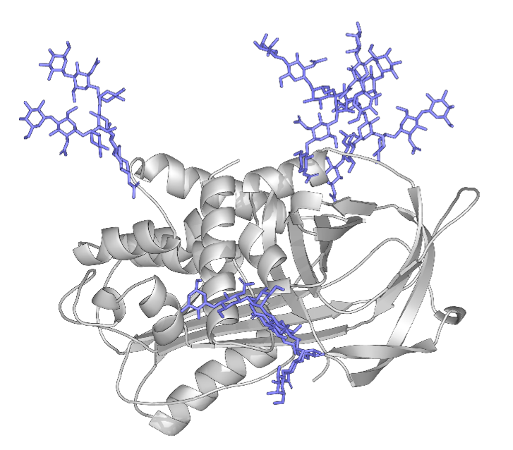 A diagram of alpha-1-antitrypsin.