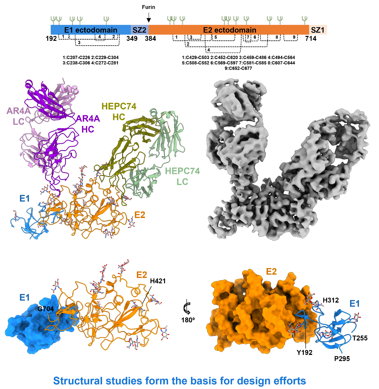 Structural analysis of a novel secreted form of the HCV E1E2 envelope glycoprotein complex bound to neutralizing antibodies