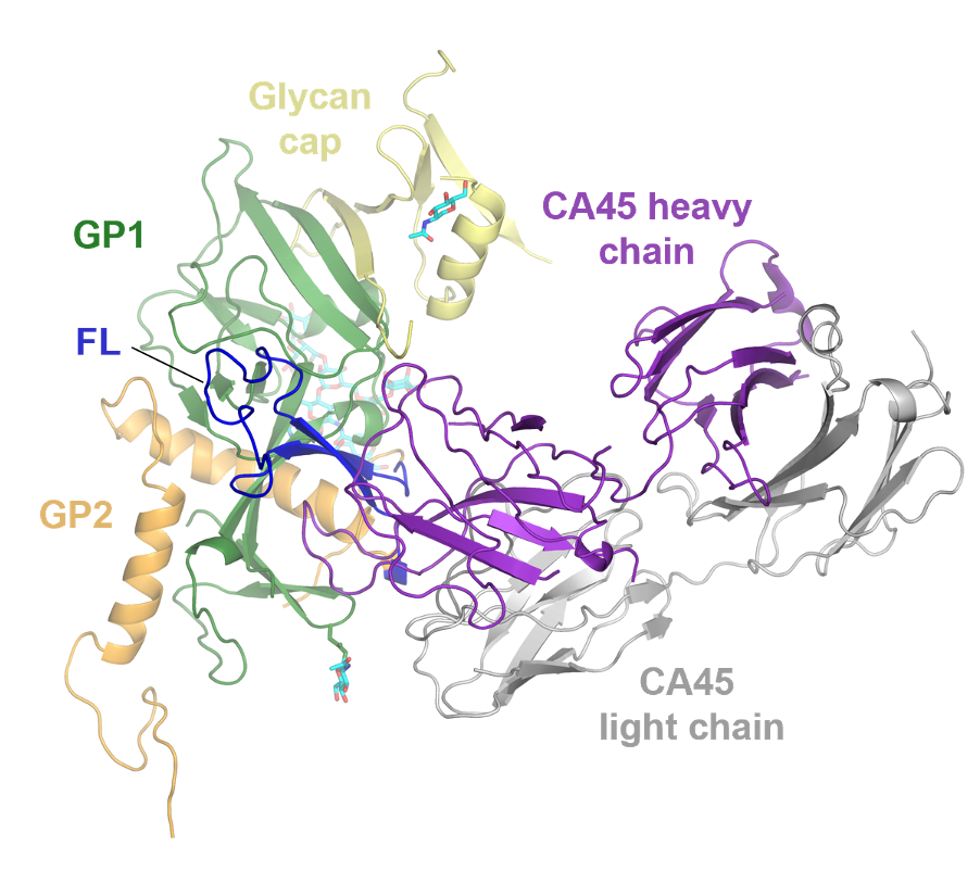 The Structure of Ebola virus.
