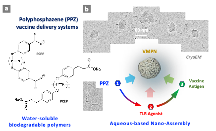 Graphic showing Polyphosphazene (PPZ)-based virus-mimicking nano-assemblies.
