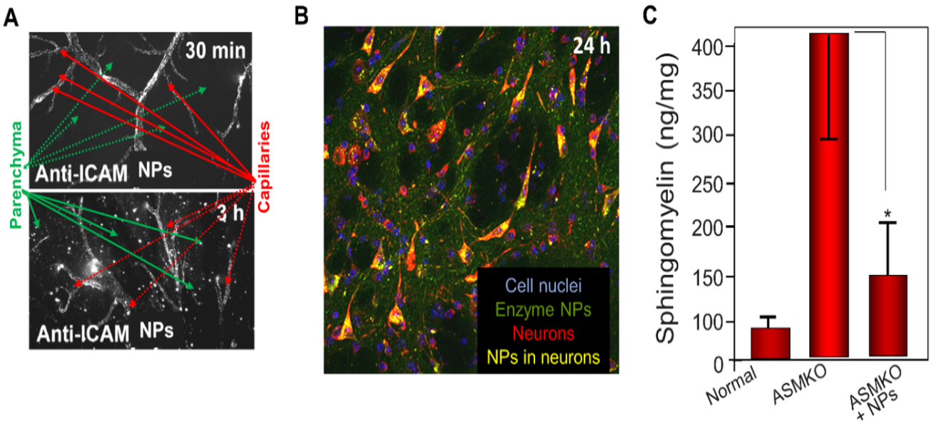 Graphic displaying Delivery of ASM to the brain as nanoparticles (NPs).