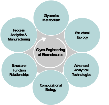 The cycle of Glyco-Engineering of Biomolecules.