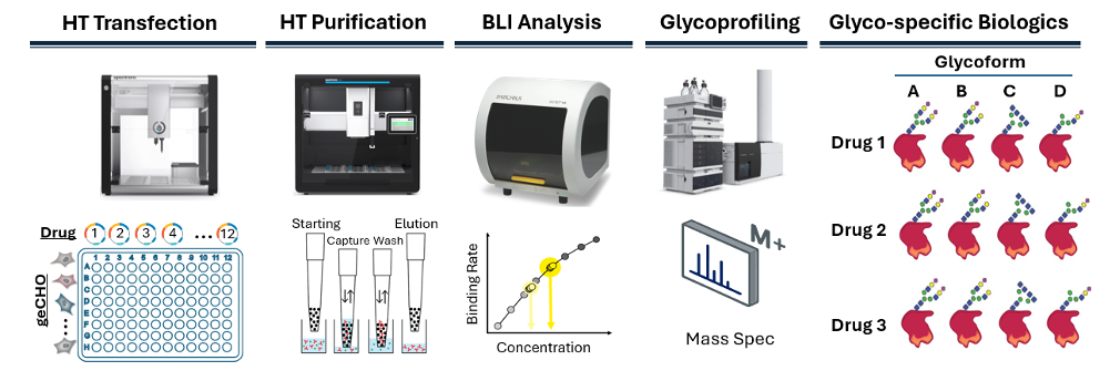 A graphic showing the process of producing glycan drugs.