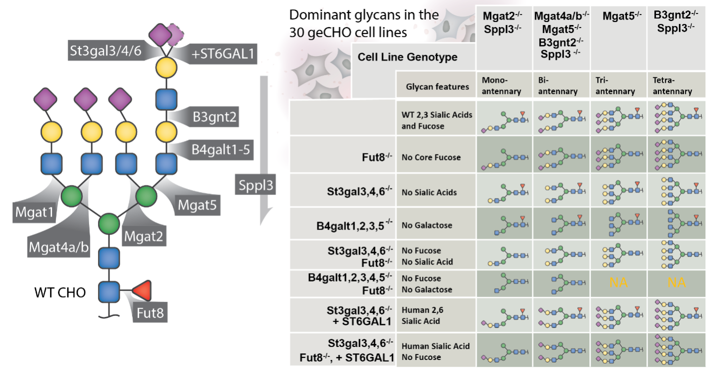 Identified glycan features table.