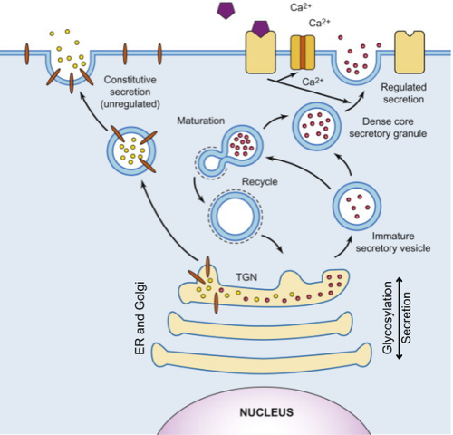 Graphic showing Secretion and glycosylation.
