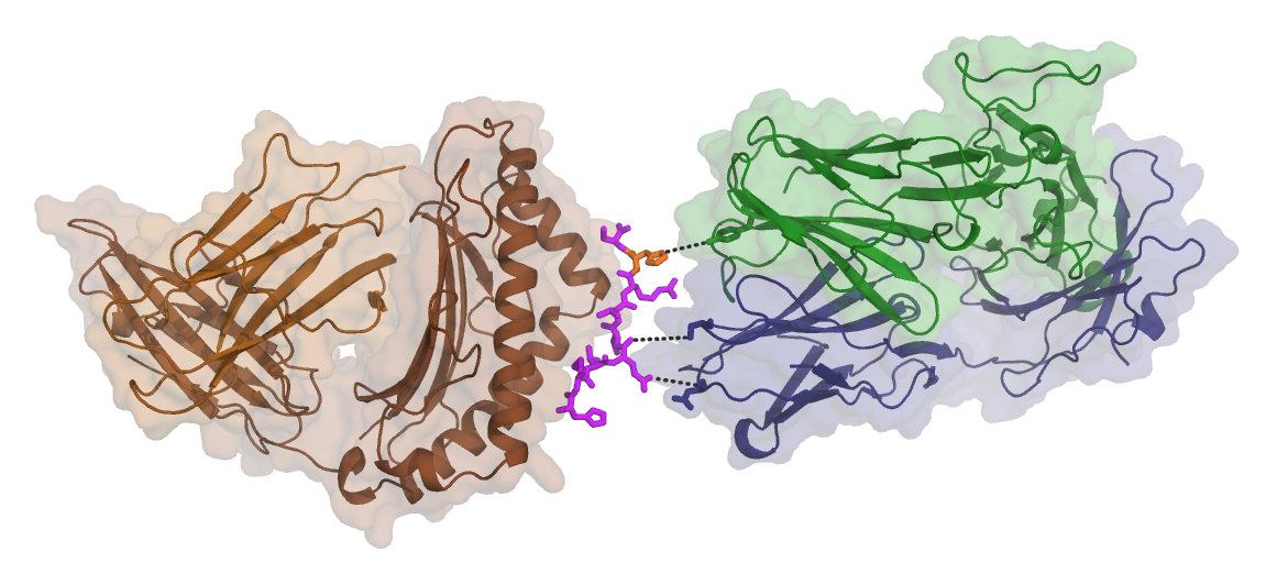 Protein Structure Image